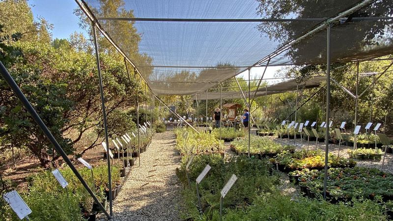 California Botanic Garden Fall Plant Sale (Claremont) California Botanic Garden Fall Plant Sale (Claremont)