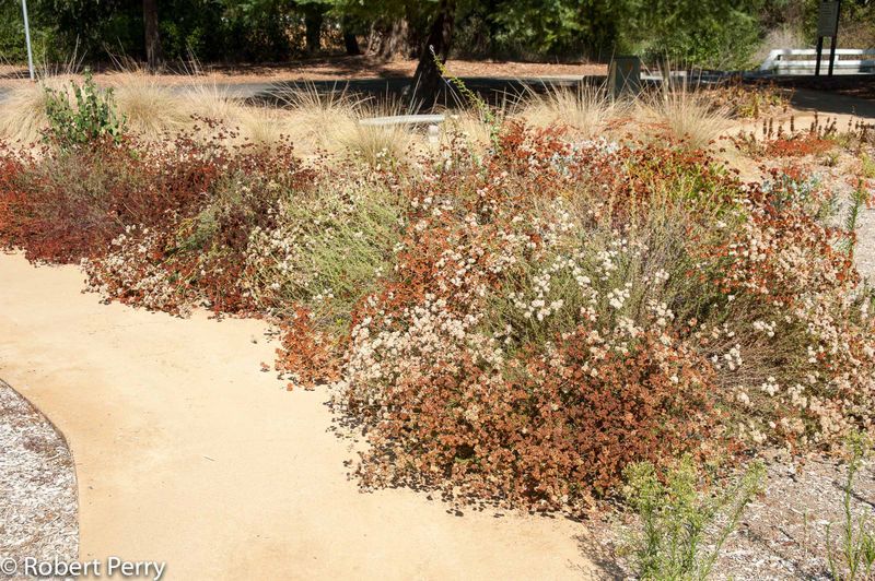 California Buckwheat (Eriogonum fasciculatum)