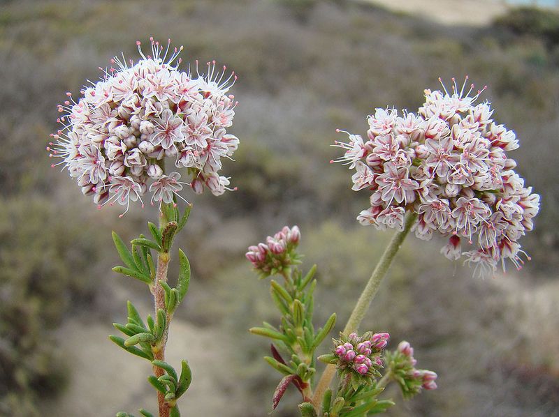 California Buckwheat (Eriogonum fasciculatum)