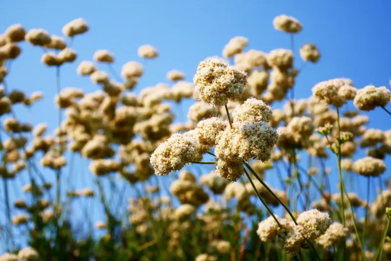 California Buckwheat (Eriogonum fasciculatum) California Buckwheat (Eriogonum fasciculatum)