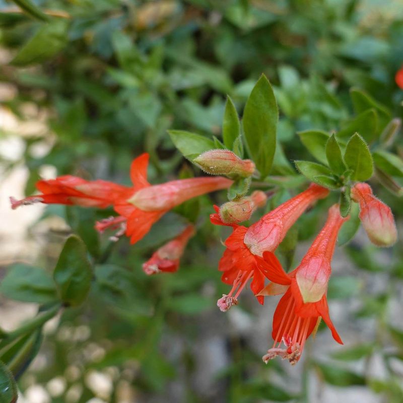 California Fuchsia (Epilobium canum)