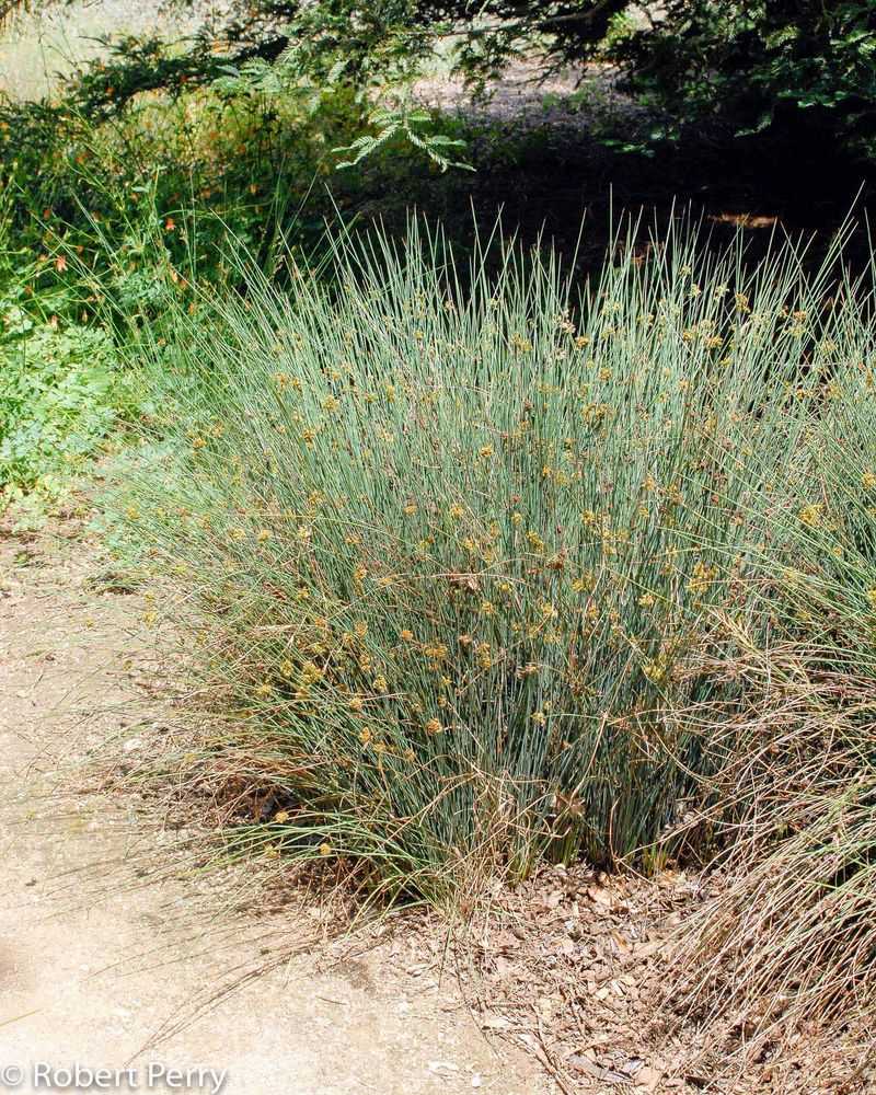 California Gray Rush (Juncus phaeocephalus)