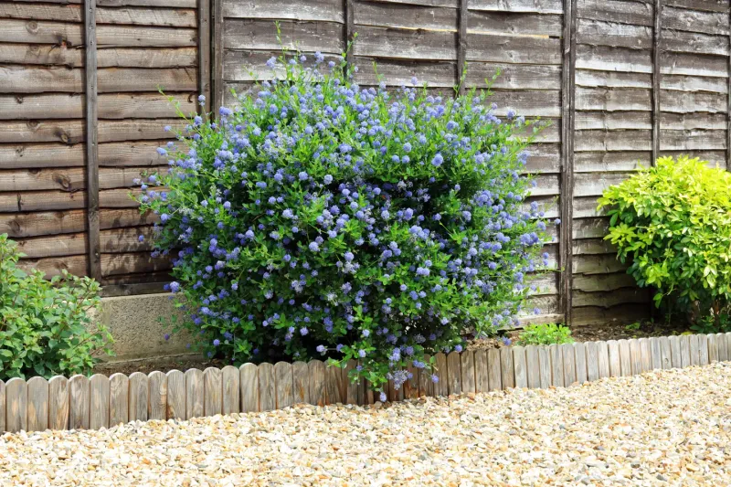 California Lilac (Ceanothus species) California Lilac (Ceanothus species)