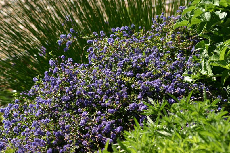 California Lilac (Ceanothus)