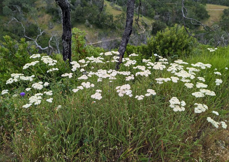 California Native Yarrow