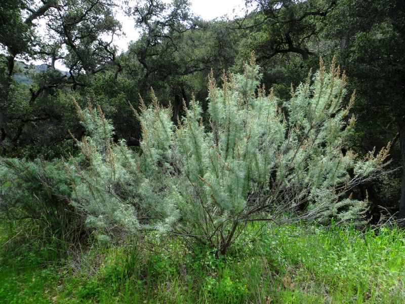 California Sagebrush (Artemisia californica)