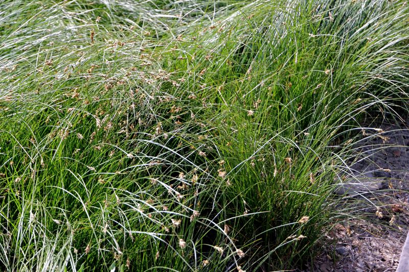 California Sycamore Lawn Alternatives: Carex Sedges