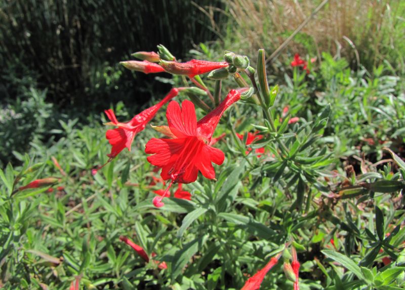 California fuchsia is a strong late-season candidate—not a proven feeder replacement California fuchsia is a strong late-season candidate—not a proven feeder replacement