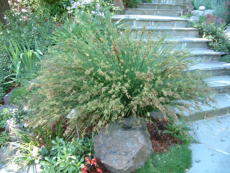 California gray rush fits the right moist site California gray rush fits the right moist site