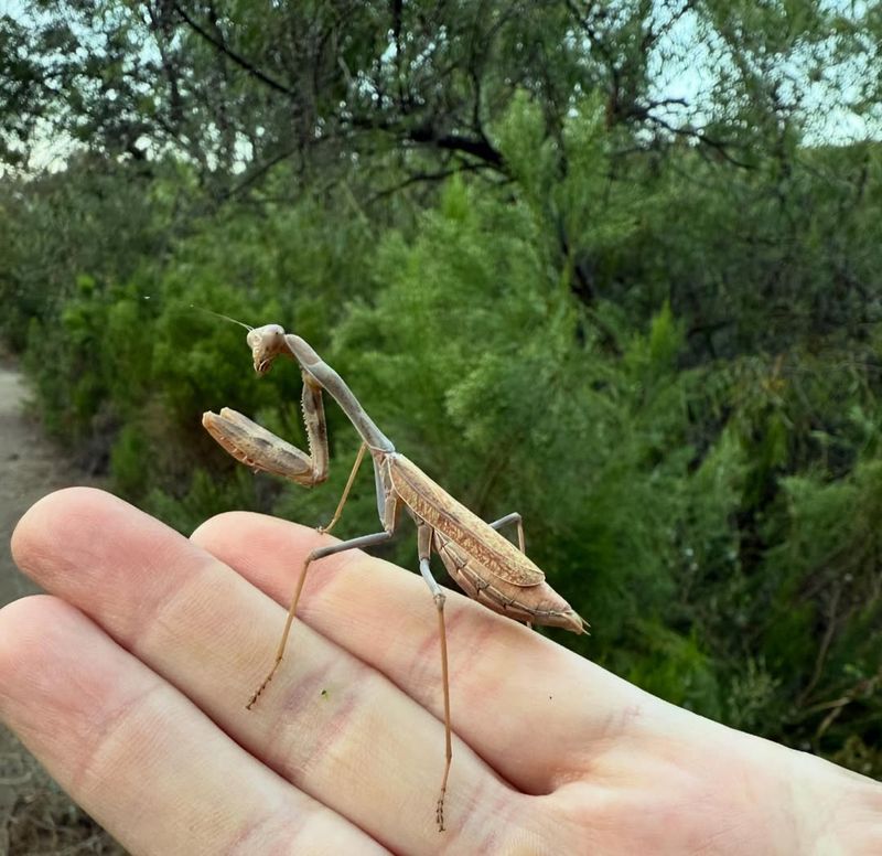 California has native and introduced mantises