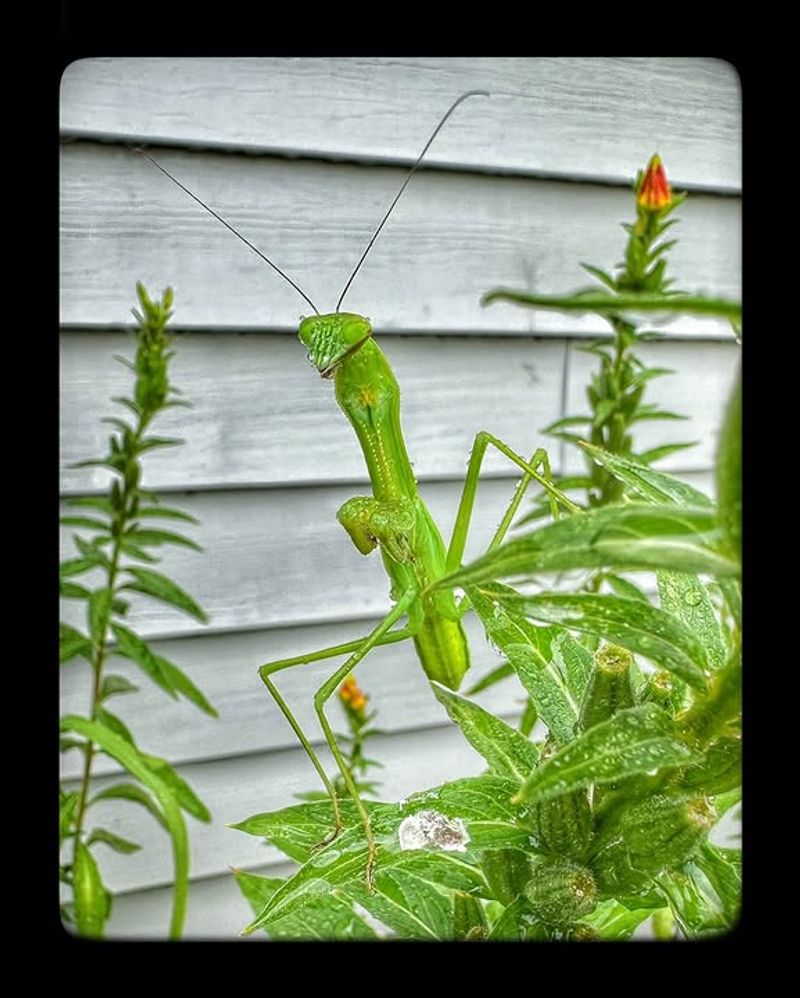 California has native and introduced mantises California has native and introduced mantises