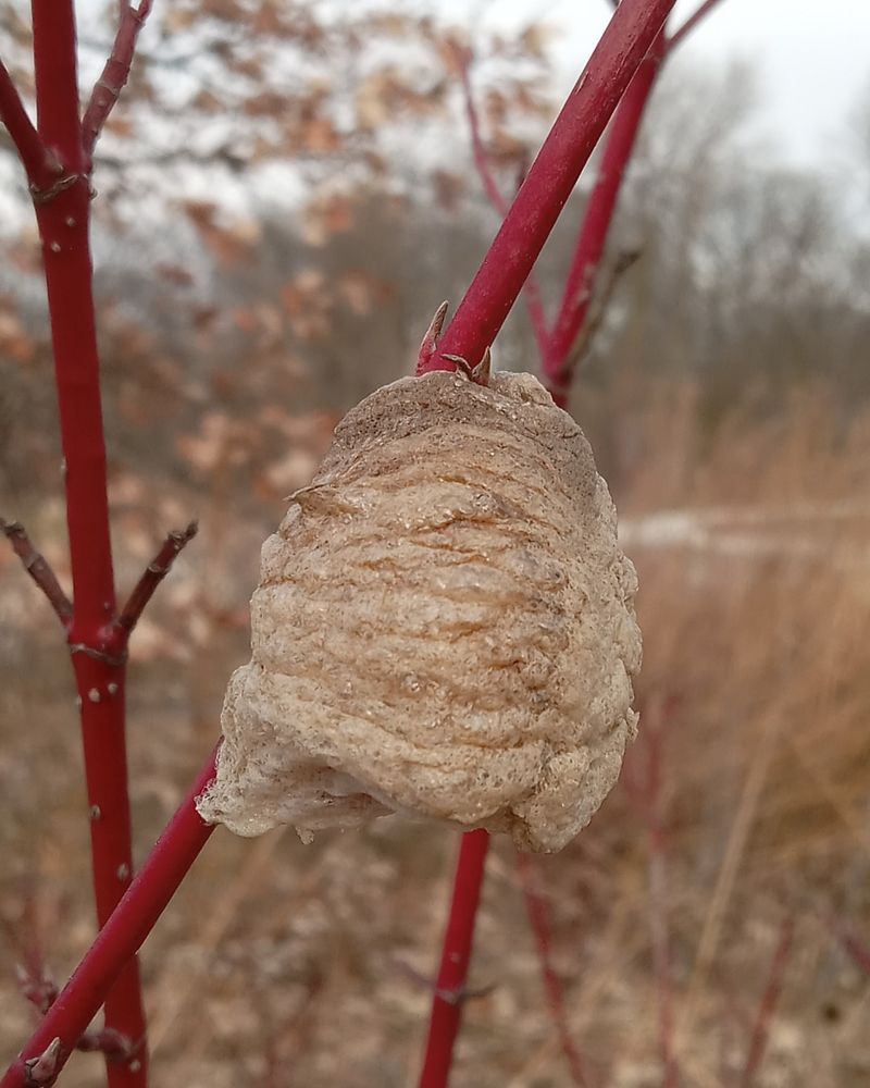 California mantises survive winter inside attached egg cases