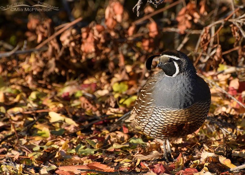 California quail may eat snails and weed seeds—but they are not garden cleaners