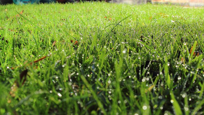 One damp mowing will not automatically destroy your lawn