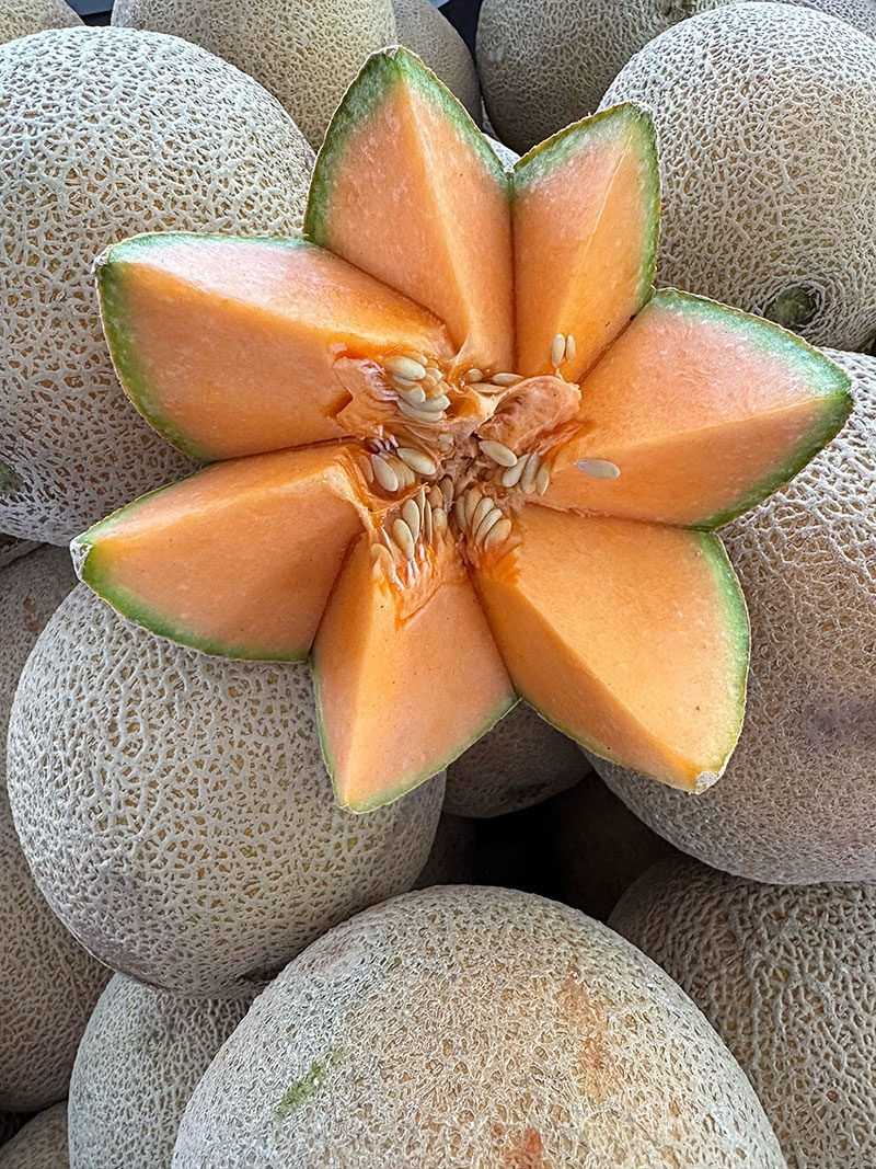Cantaloupe Cantaloupe