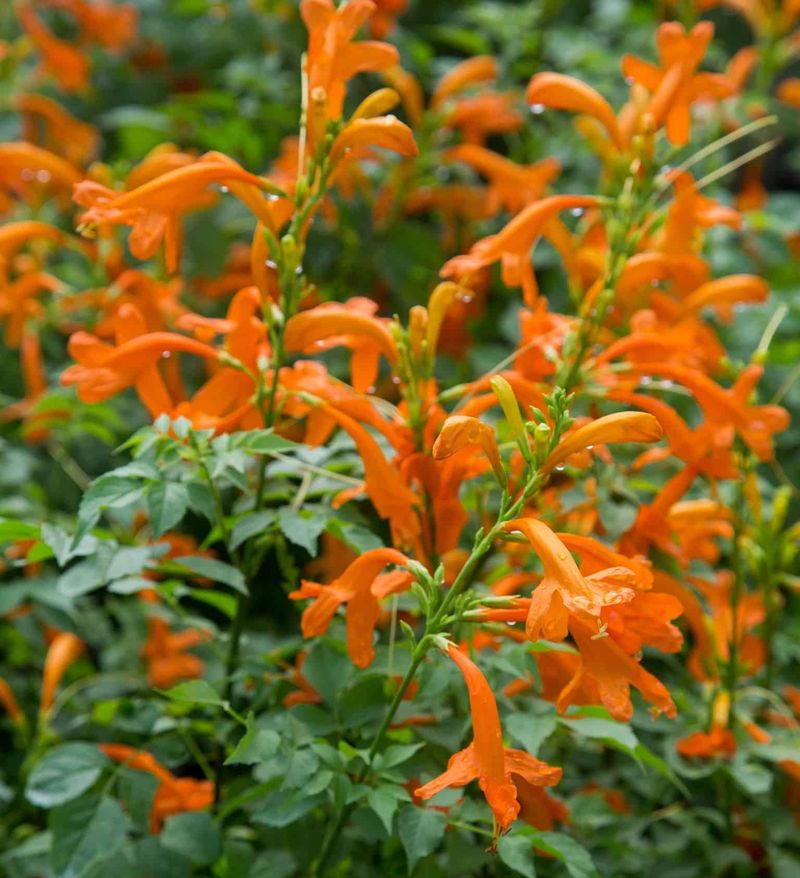 Cape Honeysuckle (Tecoma capensis)