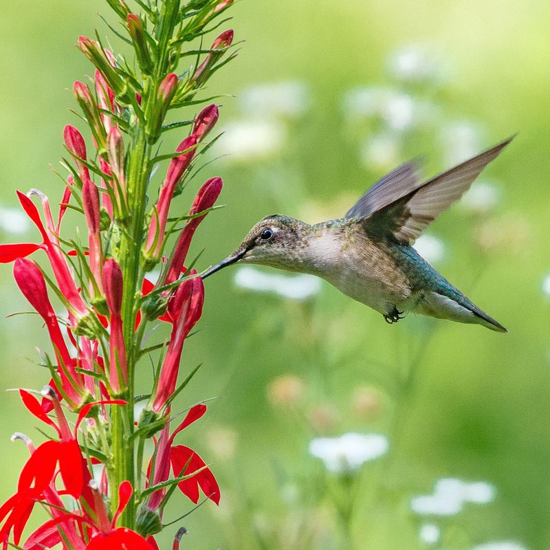 Cardinal Flower (Lobelia cardinalis) Cardinal Flower (Lobelia cardinalis)