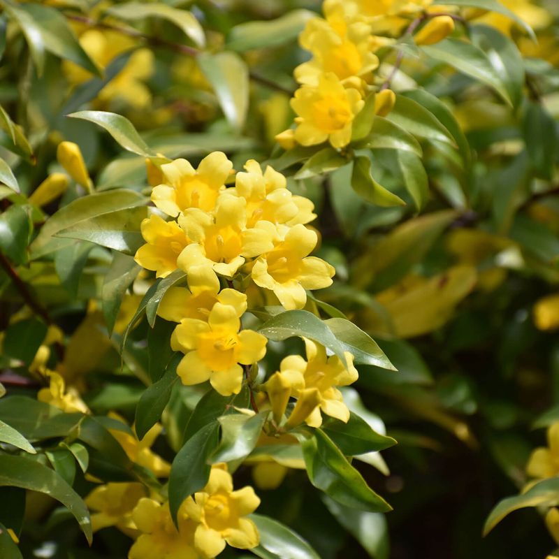 Carolina Jessamine (Gelsemium sempervirens) Carolina Jessamine (Gelsemium sempervirens)