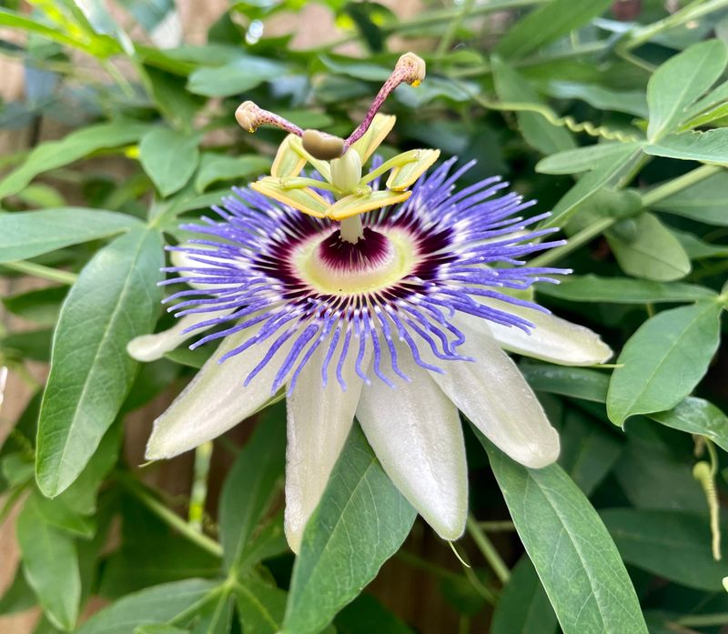 Passionflower (Passiflora incarnata)