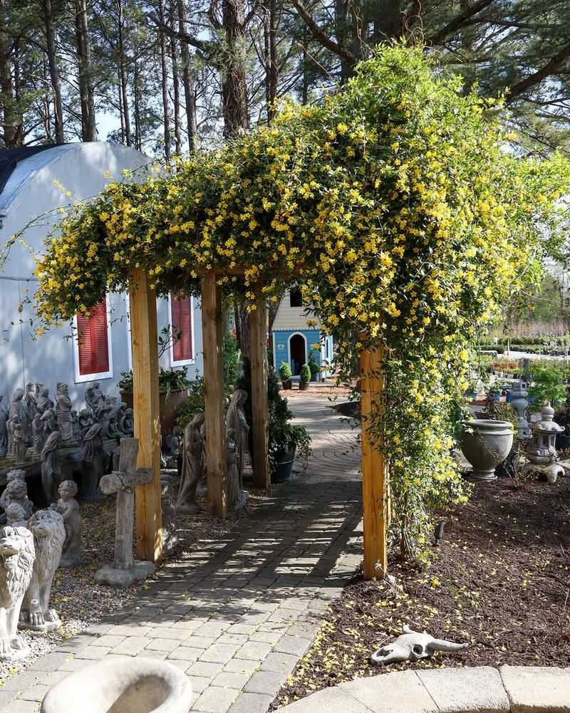 Carolina Jessamine on Aluminum Arbor