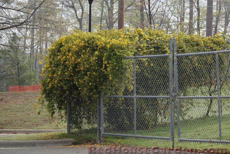 Carolina Jessamine