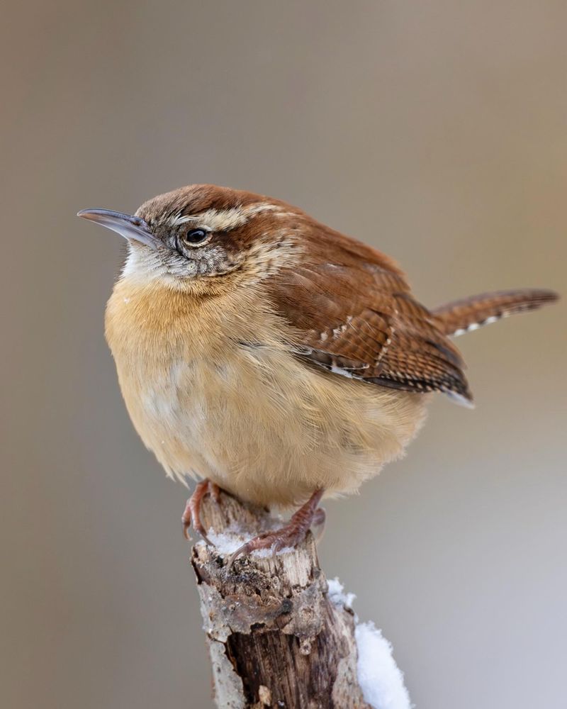Carolina Wren Carolina Wren