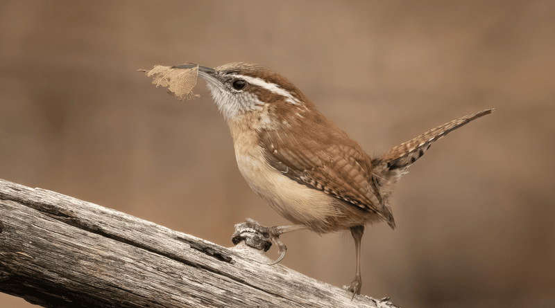 Carolina Wren Carolina Wren