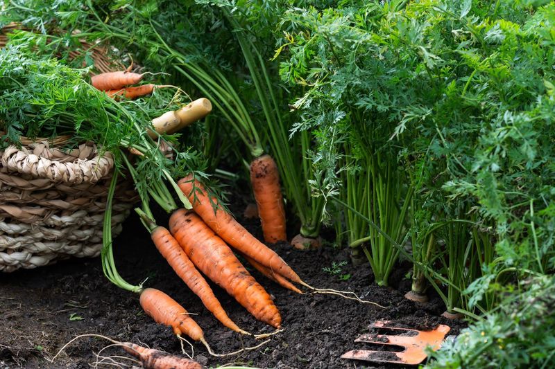 Carrots