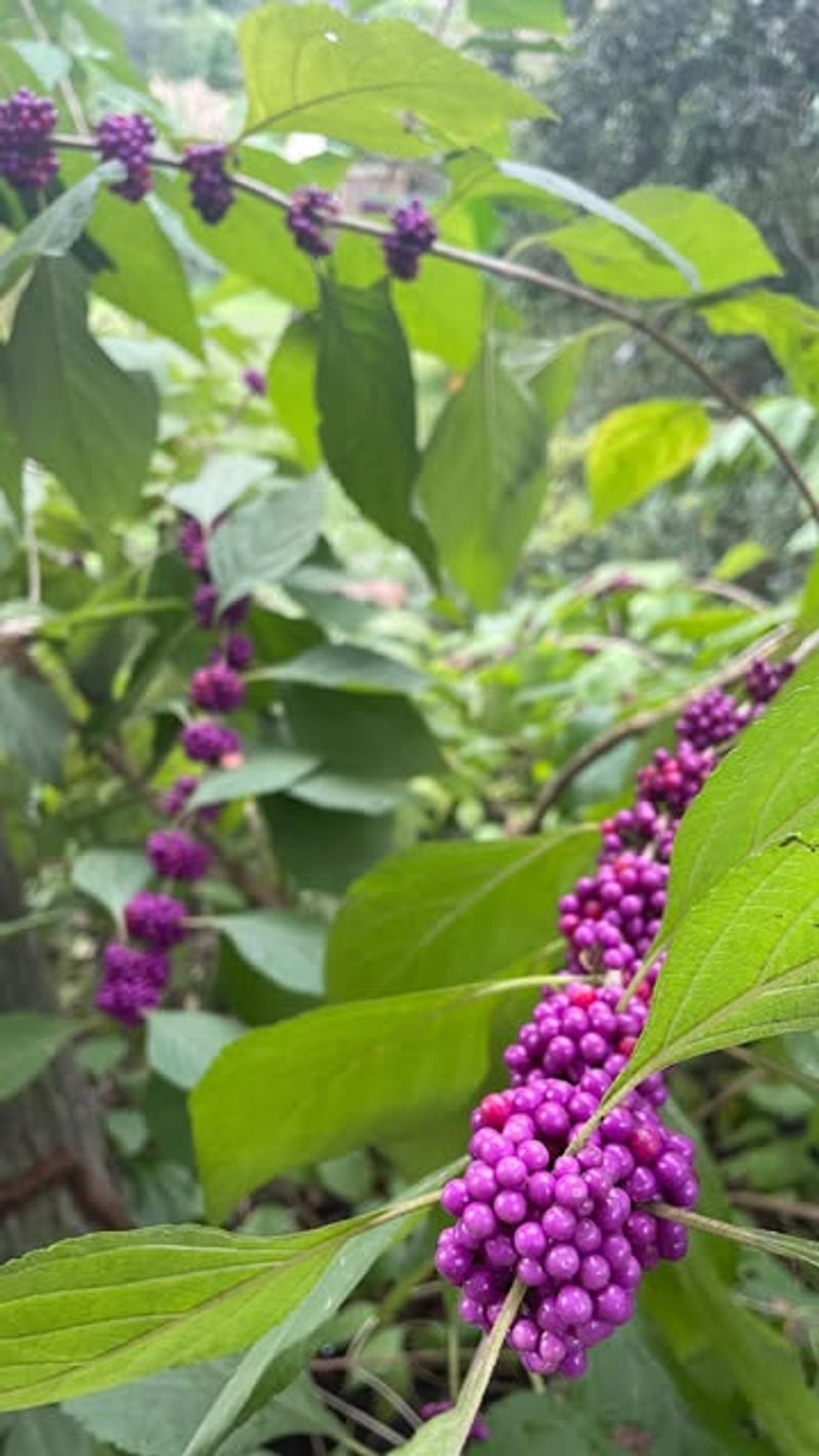 Castor bean swapped for beautyberry