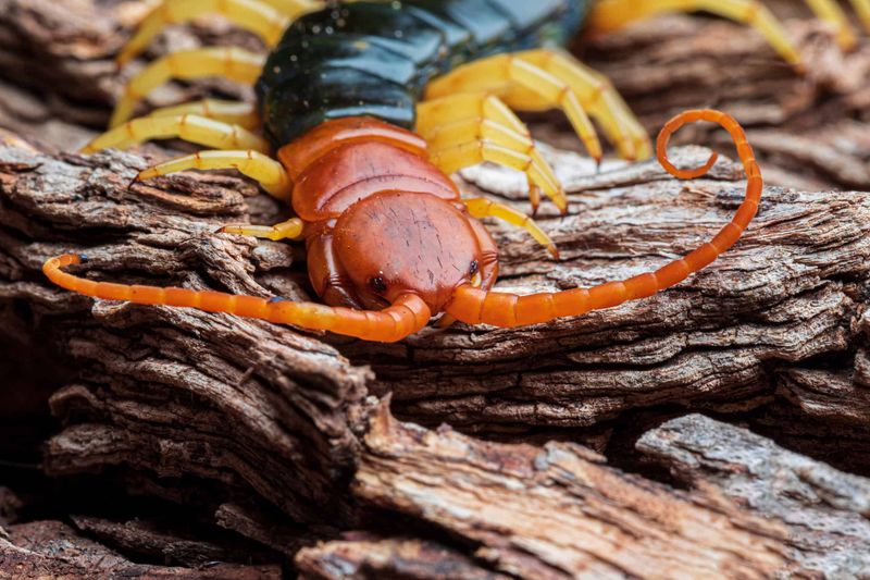 Centipedes and Millipedes