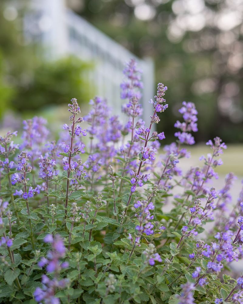 Catmint (Nepeta) Catmint (Nepeta)