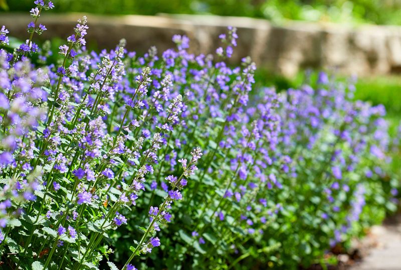 Catmint (Nepeta) Catmint (Nepeta)