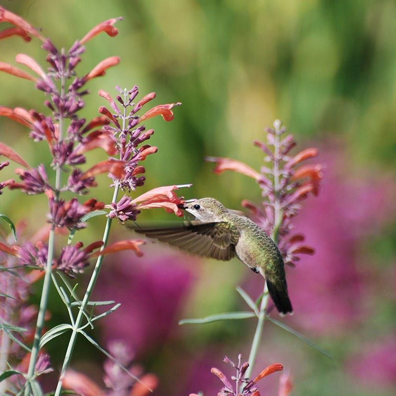 Agastache (Hyssop)