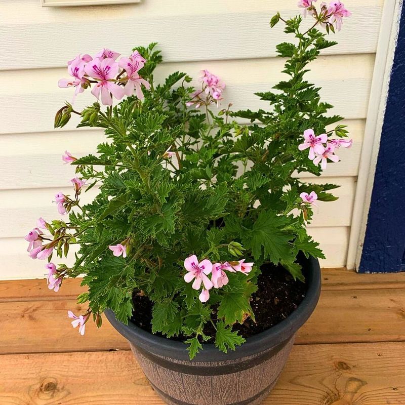 Scented Geraniums (Citrosa)