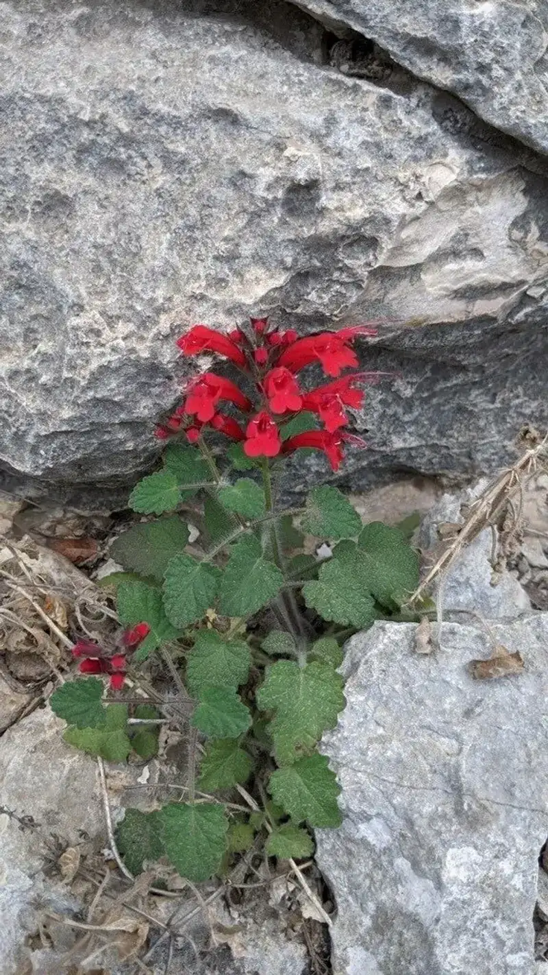 Cedar Sage (Salvia roemeriana) Cedar Sage (Salvia roemeriana)