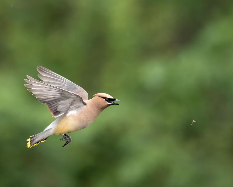 Cedar Waxwing Cedar Waxwing
