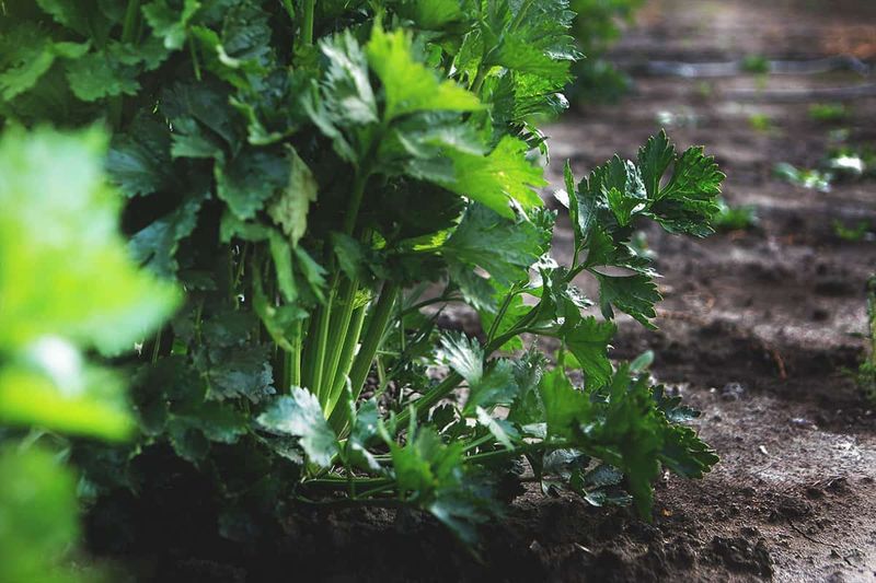 Celery