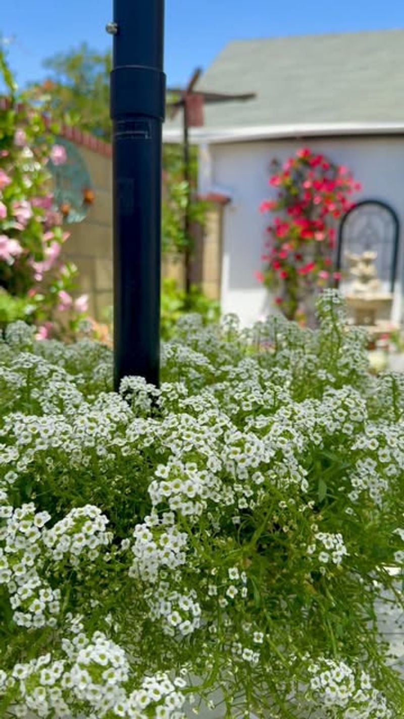 Sweet Alyssum