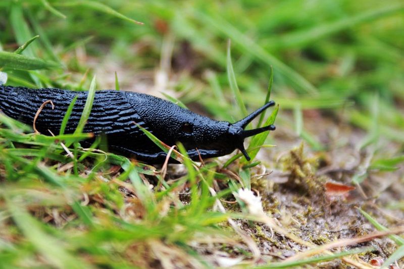 Snails and Slugs