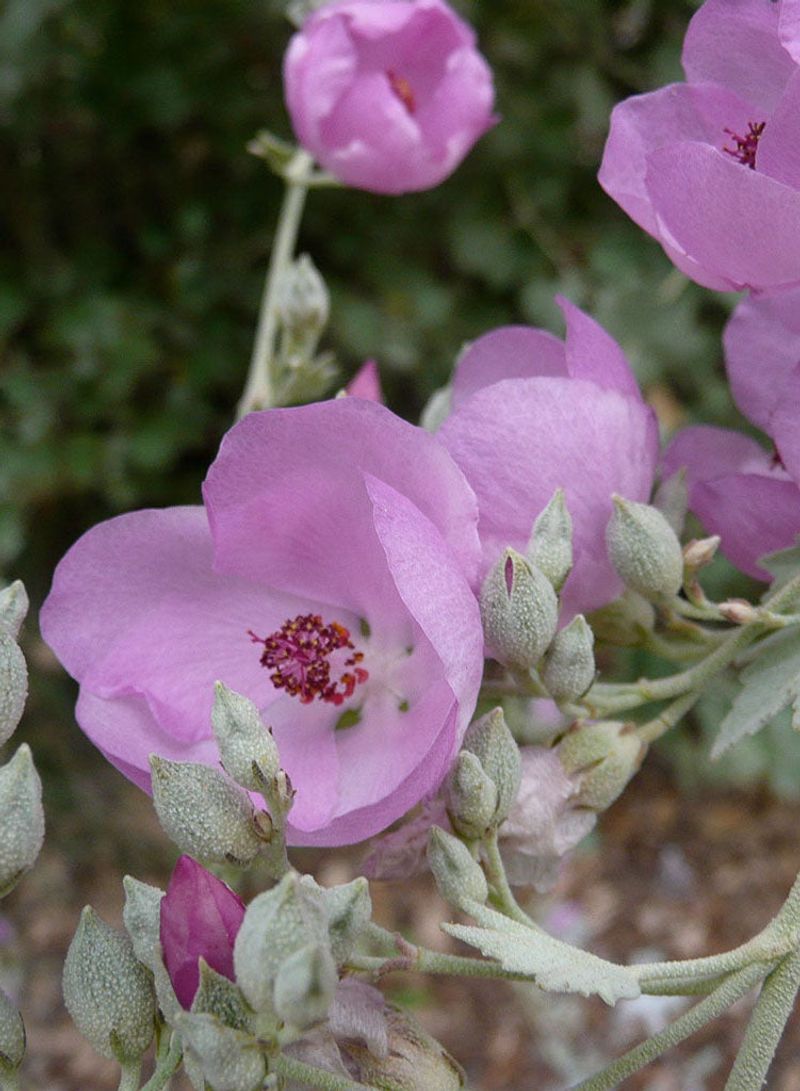 Chaparral Mallow (Malacothamnus fasciculatus) Chaparral Mallow (Malacothamnus fasciculatus)