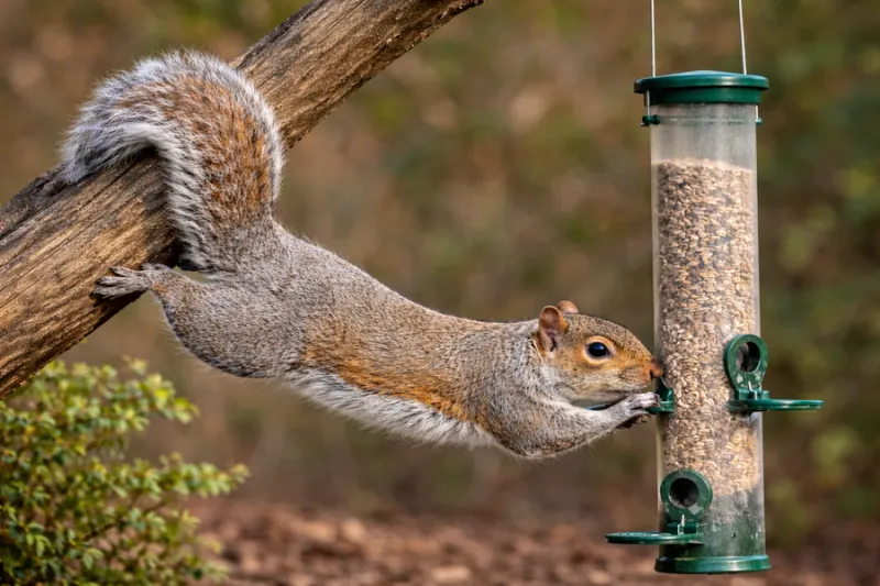 They Support Bird Feeders in Odd Ways