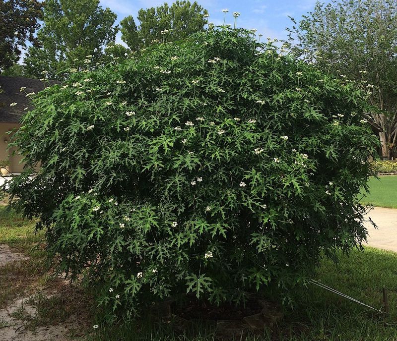 Chaya (Tree Spinach)