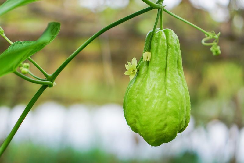 Chayote Chayote