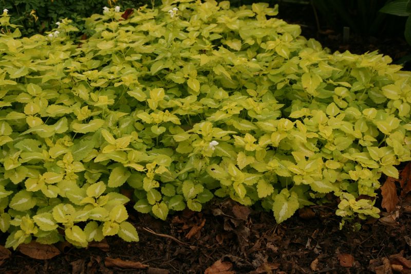 Check Lamium's spread and match the plant to the site Check Lamium's spread and match the plant to the site