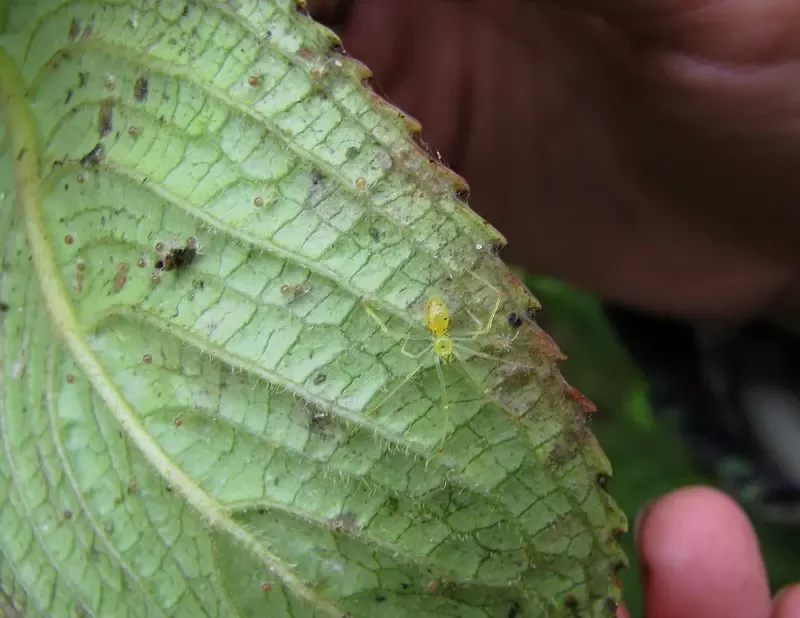 Check for Pests and Fungus Sapping Its Strength Check for Pests and Fungus Sapping Its Strength