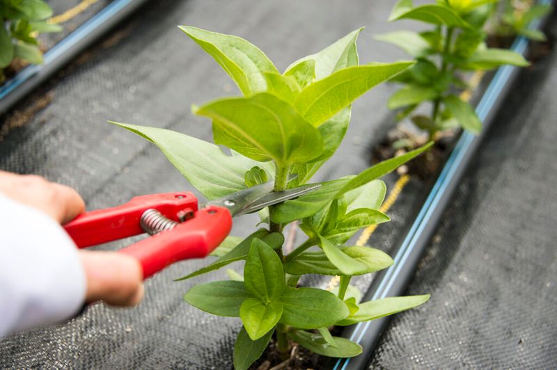 Pinch Young Plants to Encourage Branching