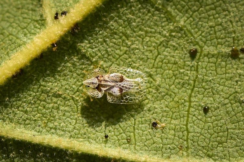 Check for lace bugs before pruning or spraying again