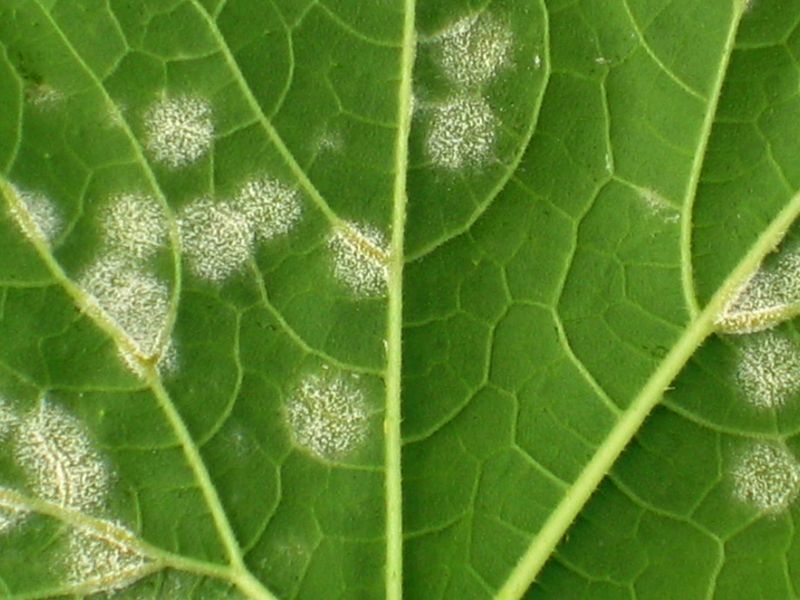 Check for organized markings and downy mildew