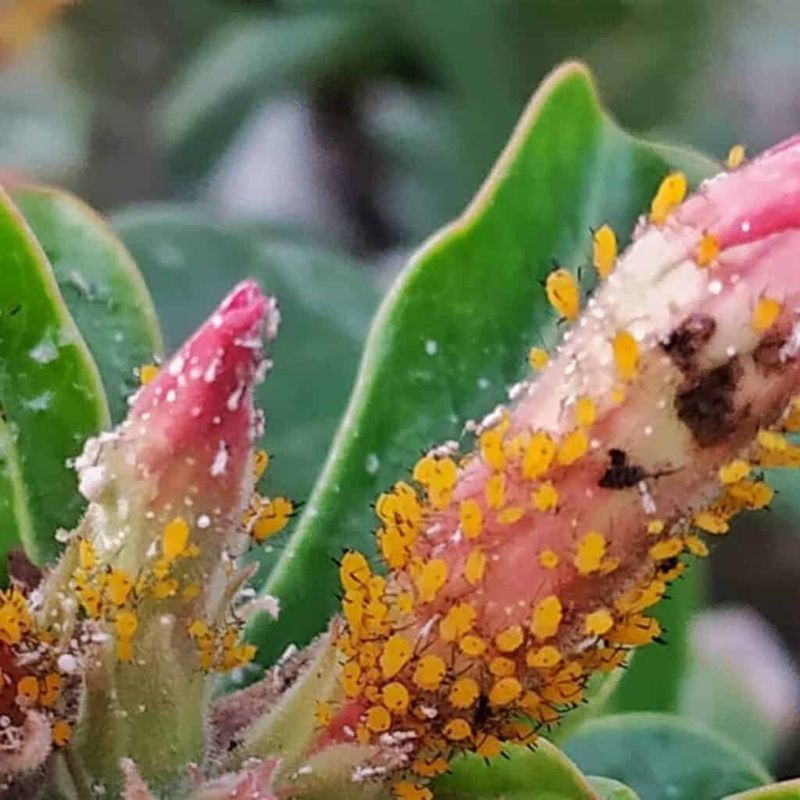 Check for pests and handle Desert Rose sap carefully Check for pests and handle Desert Rose sap carefully