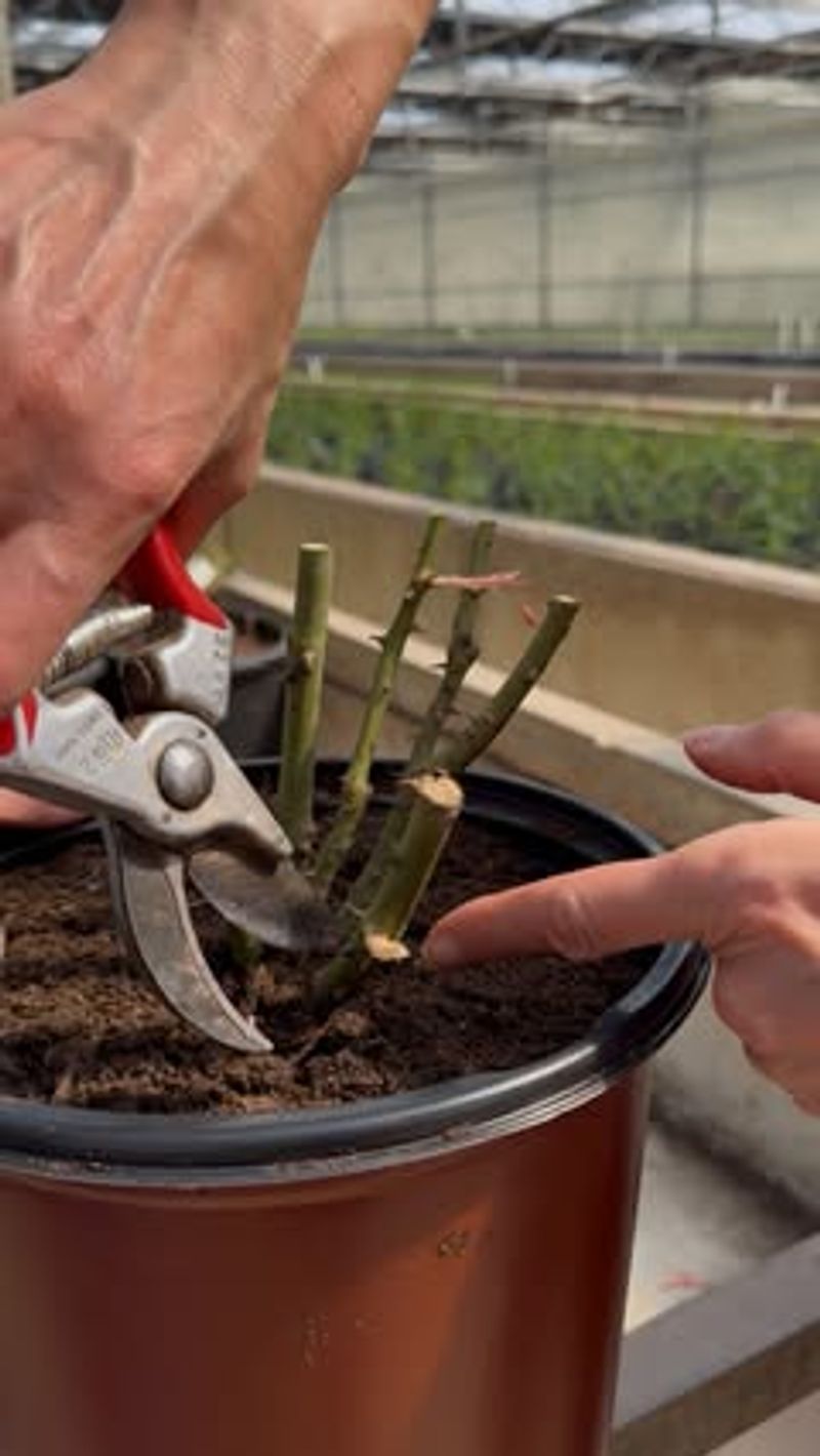 Check for rooting without repeatedly disturbing the cutting